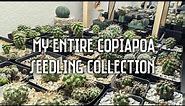 My entire Copiapoa seedling "collection"! | 36 different Copiapoa "varieties"