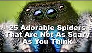 25 Adorable Spiders That Are Not As Scary As You Think