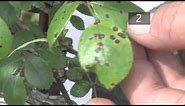 How To Prevent Black Spots on Plants
