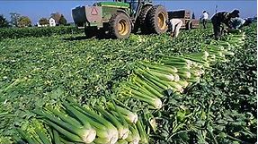 How to Harvest Celery? Celery Harvesting Process step by step - Celery agriculture Celery processing