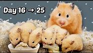 Day 16 to 25: Baby Hamsters Growing Up | Healing and Stress Relief