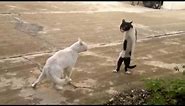 Cats Walking Funny and Thinking They are Humans