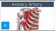 Axillary Artery - Location & Branches - Human Anatomy | Kenhub