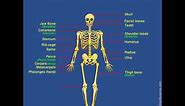 Skeletal System | Human Skeleton | Label Human Skeleton