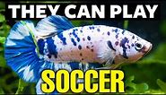 50 Amazing Betta Fish FACTS Revealed!