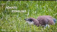 Meet the world's smallest penguin, in Akaora New Zealand