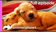 Labrador, Shih Tzu, and Golden Retriever Puppies! | Too Cute! (Full Episode)