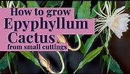 How to grow & care for Epiphyllum - Night Blooming Cactus cuttings