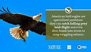 Bald Eagle Fact Sheet