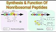 Synthesis And Functions Of Nonribosomal Peptides . Lecture no =21