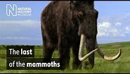 The last of the mammoths | Natural History Museum