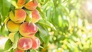 How to Prune a Peach Tree to Boost Your Harvests