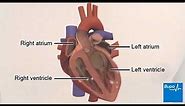 Heart arrhythmias - ventricular fibrillation