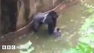 Gorilla killing: Harambe's death at zoo prompts backlash
