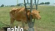Pablo cow meme