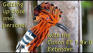 Review Of The Canon EF 1.4x II Extender With Sample Images