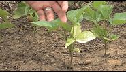 Nutrient Deficient (Yellowing Leaves) Bean Fix – This Week in the Garden