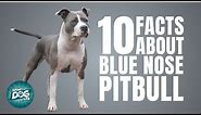 10 Facts About Blue Nose Pitbull | Dogs 101 - Blue Nose Pitbull