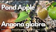 Pond apple | Annona glabra rootstock seedlings at the farm