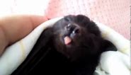 Bat Pup Charlie Yawning So Cute❤️🦇❤️