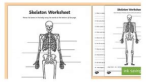 Parts of the Human Skeleton Worksheet