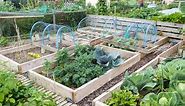 Crop Rotation 101: Tips for Vegetable Gardens and a Handy Chart