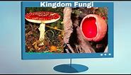 Kingdom Fungi Characteristics
