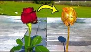 Turning a RED ROSE into a GOLD ROSE !