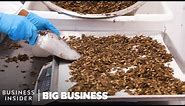 How North America's Largest Cricket Farm Harvests 50 Million A Week | Big Business
