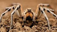 Discover the Largest Wolf Spider Ever