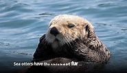 Sea Otters Fun Facts | National Wildlife Week 2023