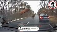 A herd of deer jumps on the BMW 5 Series