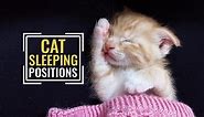 8 Common Cat Sleeping Positions And What They Tell Us