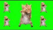 Dancing Squirrel Green Screen Template WITH SONG (TikTok Meme)