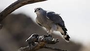 15 Hawks In Arizona– Picture And ID Guide