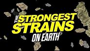 2015 Strongest Strains On Earth