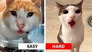 Cat Eyebrow VS Crunchy Cat Luna MeMe + BONUS