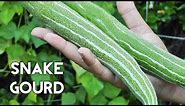 Growing Gourds Part 3 of 5 - Snake Gourds