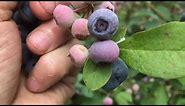 Harvesting Blueberries: How to Pick Blueberries in Their Prime