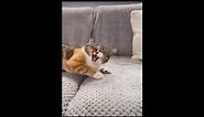 cat getting pulled meme nestle crunch (ORIGINAL)