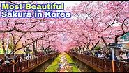 Most Beautiful Cherry Blossom in Korea