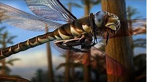 Meganeura - The Biggest Insect That Ever Existed! / Documentary (English/HD)