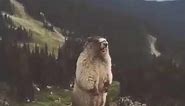 Prairie Dog Scream - When you have a bad day!