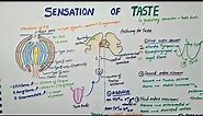 Sensation Of Taste | Taste Pathway - Physiology