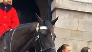 Girls touching Royal Guard Horse mouth with her fingers ___________________________ #kingsguard #londonwalk #kingsguard #horseguardsparade #kingsguard #horseguardsparade #londonwalk #thekingsguard #kingsguard #horseguardsparade #londonwalk #horseworld #horseking #video #viralreels #like #typography #bestshot #videoediting #reelsinsta #reelsinstagram #realationships | Rat Trap