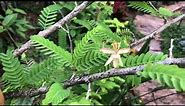Tamarind Tree - Tamarindus Indica