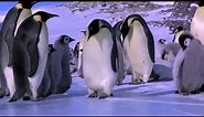 Most Funniest & Hilarious Penguin Fails