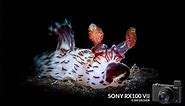 Sony RX100 VII Underwater Camera Review - Underwater Photography - Backscatter