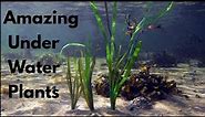 Amazing Under Water Plants || Aquatic Plants
