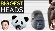 Biggest Heads In The World - Size Comparison